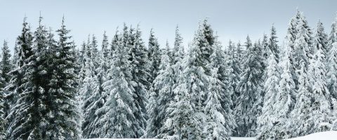 Winter with snow in the Giant Mountains, Czech Republic, snow, cold, tranquil, forest, plantation, tree farm