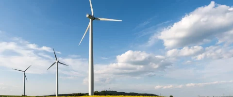 windturbines-koolzaad
